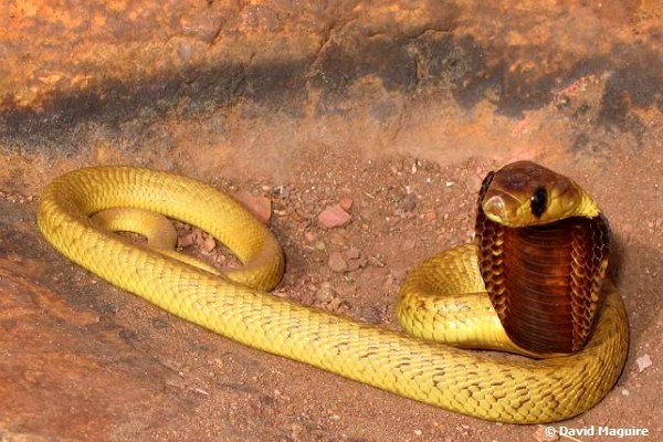 African Saw Scaled Viper Echis_ocellatus_from_Ghana